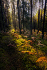 Obraz premium forest in autumn light and colors