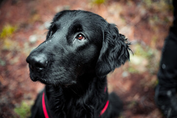 portrait of a handsome flat coated retriever