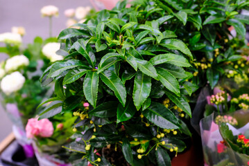 green leafy ardisia crenata berry plant at floral market. Selective focus