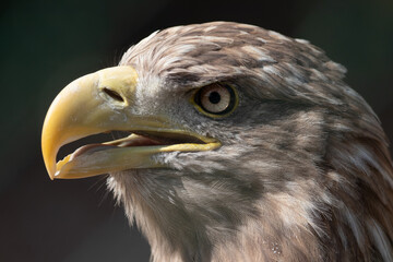 close up of a eagle