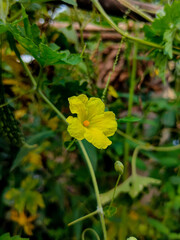 Bitter gourd flowering.