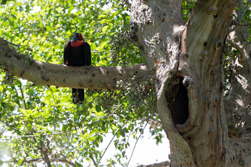 Fototapeta premium Bucorve du Sud, Grand calao terrestre, Nid, Bucorvus leadbeateri, Southern Ground Hornbill