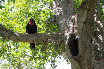 Bucorve du Sud, Grand calao terrestre, Nid, Bucorvus leadbeateri, Southern Ground Hornbill