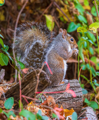 Eastern gray squirrel holding a nut
