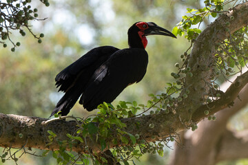 Bucorve du Sud, Grand calao terrestre, Bucorvus leadbeateri, Southern Ground Hornbill