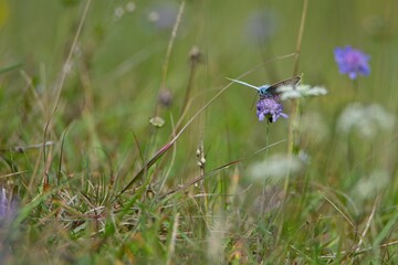 common blue butterfly on a flower in a meadow 