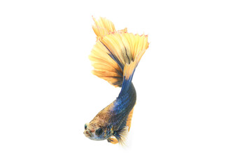 Close up Siamese fighting fish betta splendens (Halfmoon blue and yellow dragon betta ) isolated on white background. long fins and tail.  action fish splendens.