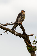 Fototapeta na wymiar Faucon kobez, mâle,.Falco vespertinus, Red footed Falcon