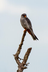 Faucon kobez, mâle,.Falco vespertinus, Red footed Falcon
