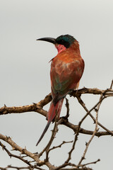 Guêpier carmin,.Merops nubicoides, Southern Carmine Bee eater