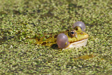 Common european green frog, Rana esculenta is crackling in the pond