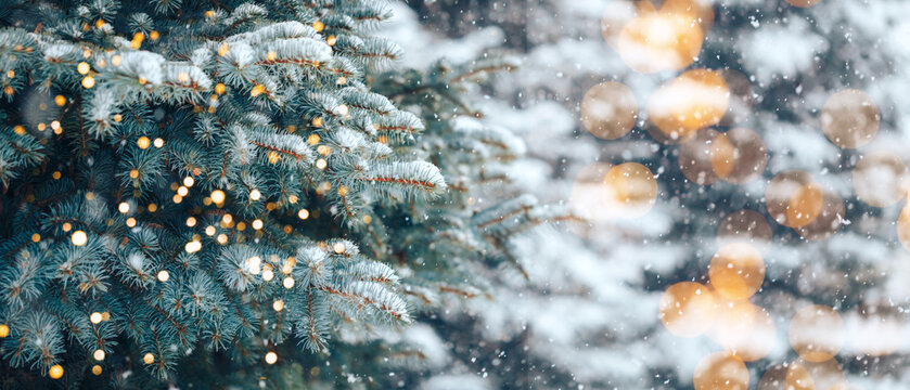 Christmas tree without decorations outdoor in park with bokeh, beautiful blue spruce snow fall