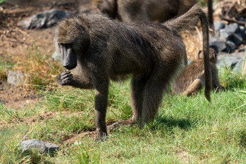 Babouin chacma, Papio ursinus , chacma baboon, Parc national Kruger, Afrique du Sud