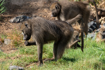 Babouin chacma, Papio ursinus , chacma baboon, Parc national Kruger, Afrique du Sud