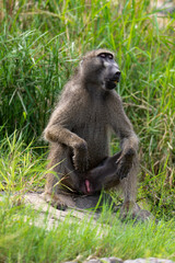 Babouin chacma, Papio ursinus , chacma baboon, Parc national Kruger, Afrique du Sud