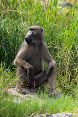 Babouin chacma, Papio ursinus , chacma baboon, Parc national Kruger, Afrique du Sud