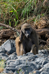 Babouin chacma, Papio ursinus , chacma baboon, Parc national Kruger, Afrique du Sud