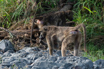 Babouin chacma, Papio ursinus , chacma baboon, Parc national Kruger, Afrique du Sud