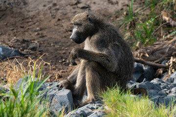 Babouin chacma, Papio ursinus , chacma baboon, Parc national Kruger, Afrique du Sud