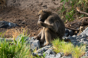 Babouin chacma, Papio ursinus , chacma baboon, Parc national Kruger, Afrique du Sud