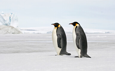 Emperor Penguin, Aptenodytes forsteri