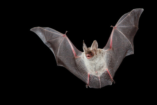 Vale Vleermuis, Greater Mouse-eared Bat, Myotis myotis