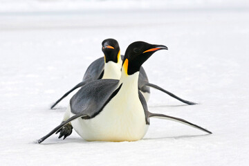 Fototapeta na wymiar Emperor Penguin, Aptenodytes forsteri