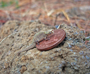 Dwarf Chameleon, Brookesia minima © AGAMI