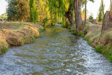 Agricultural irrigation canal between trees