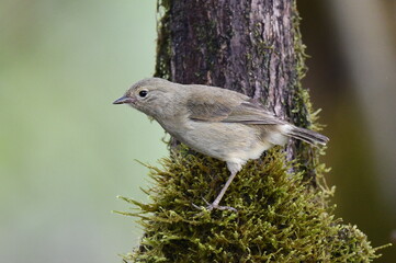 Green Warbler Finch, Certhidea olivacea