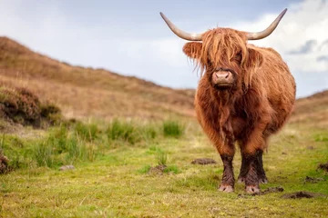 Papier Peint photo Lavable Highlander écossais Vache des Highlands écossais sur l& 39 île de Skye, en Écosse
