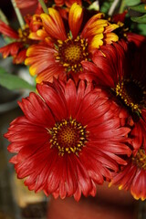 Kokardenblume
Gaillardia