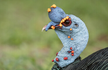 Ocellated Turkey, Meleagris ocellata