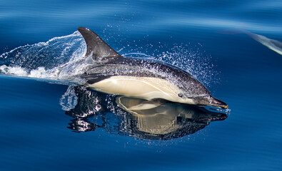 Short-beaked common dolphin, Delphinus delphis