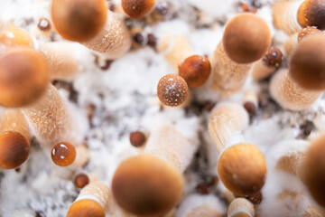 Cubensis Psilocybe magic mushroom background