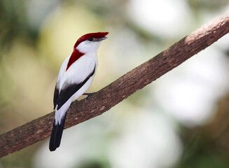 Araripe Manakin, Antilophia bokermanni