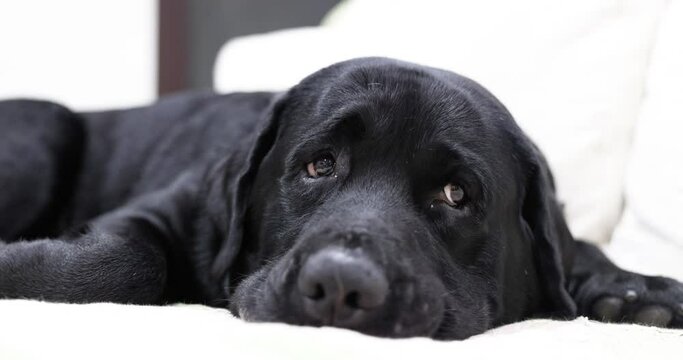 Sleepy Black Labrador Dog with Curious Eyes on a Couch