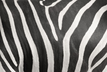 Fototapeta na wymiar Zebra stripe skin texture background
