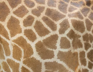 Fototapeten Giraffe skin pattern texture background © Warakorn