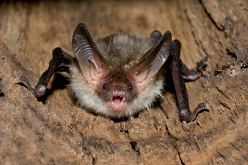 Bechstein's Bat, Myotis bechsteinii