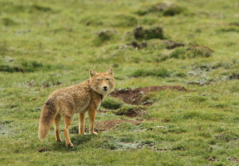 Naklejka na ściany i meble Tibetan Sand Fox, Vulpes ferrilata