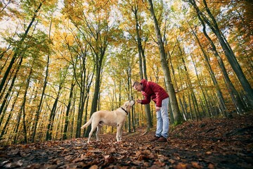 Man with dog autumn forest