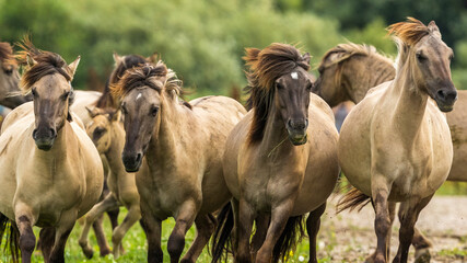 Konik Horse, Equus ferus © AGAMI