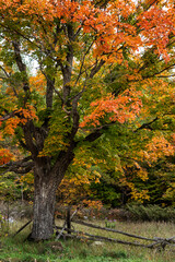 Fototapeta na wymiar Old Maple tree in autumn color with farm rail fence