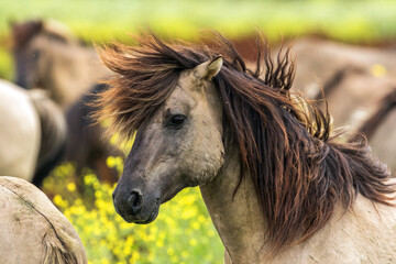 Konik Horse, Equus ferus
