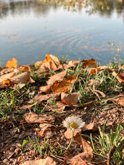 autumn leaves in the water