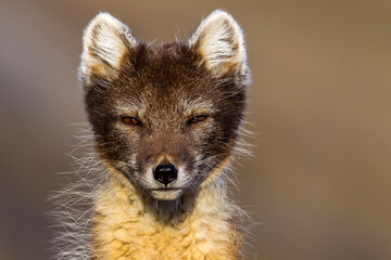 Arctic Fox, Vulpes lagopus