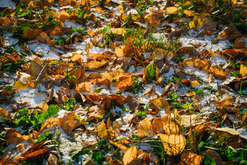 First snow on yellow foliage