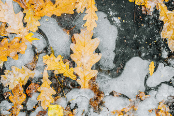 Yellow oak leaves frozen in ice