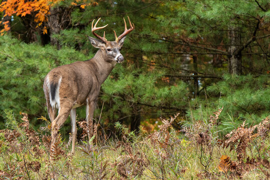 Large buck whitetail deer with large antlers in rut